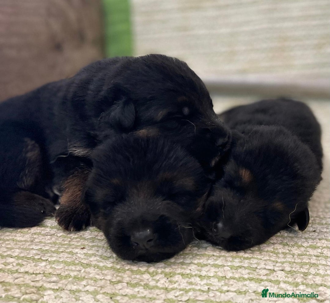 Pastor Alemán perros en venta: Espectacular cachorro de pastor alemán  - Imagen 4