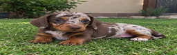 Teckel Miniatura perros en venta: TECKEL MINI ARLEQUIN CHOCOLATE - Anuncio 1