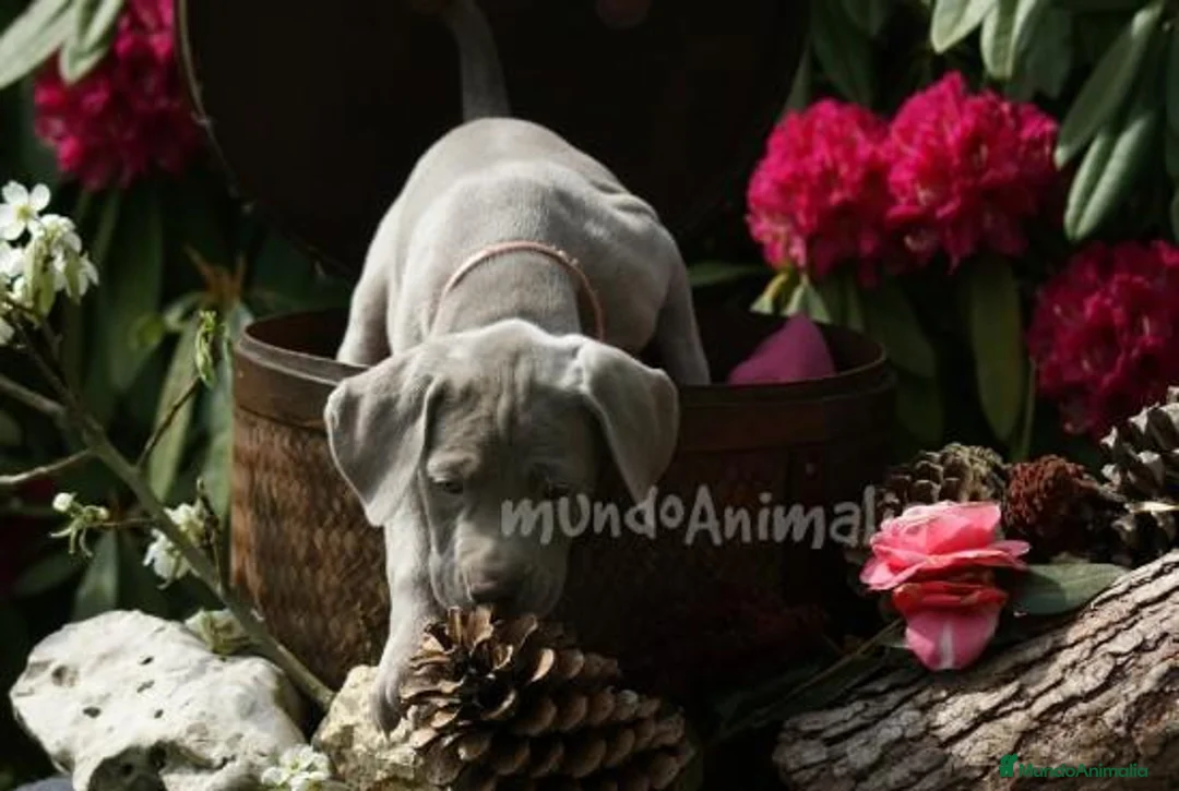 Imagen de galería {{count}}