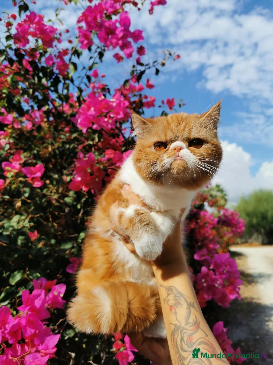Exótico de Pelo Corto gatos en venta: Exotico de pelo corto en venta - Anuncio 1