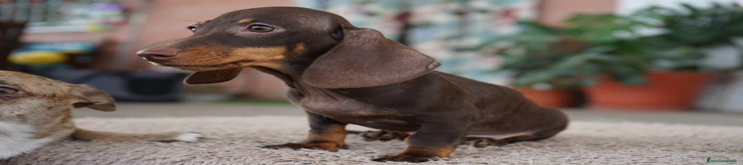 BONGO