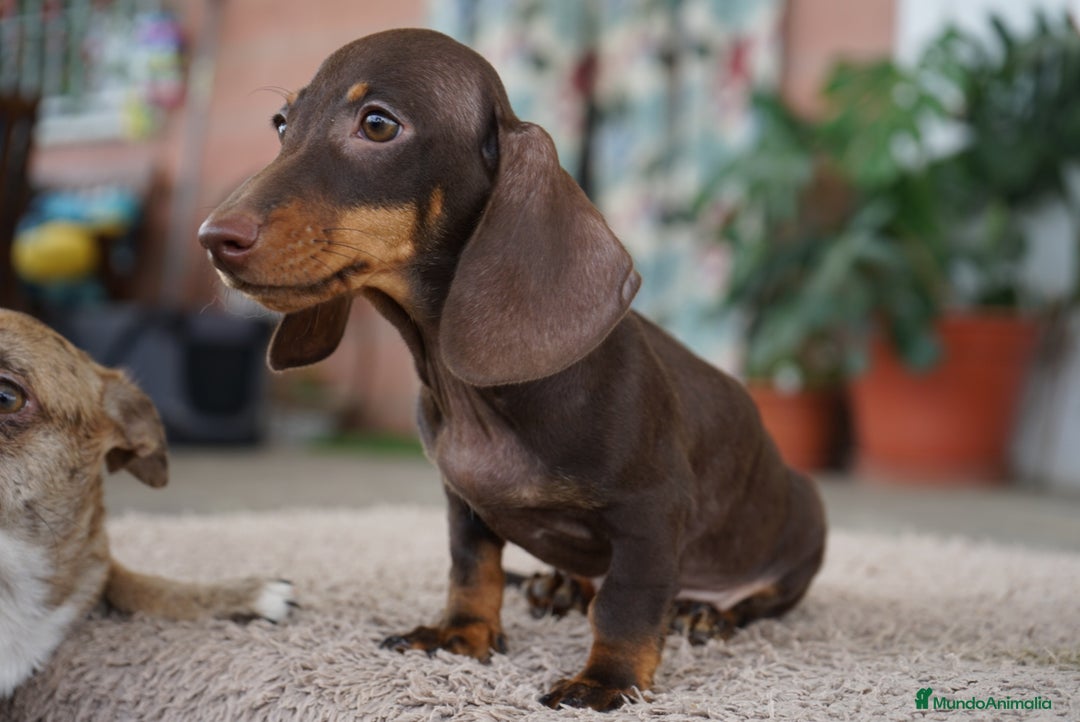 Teckel Miniatura perros en venta: 🐾 Gregorio y Bongo – Teckel especiales 🐾 - Imagen 4