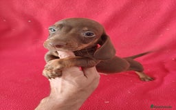 Teckel Miniatura perros en venta: Teckel Miniatura Chocolate  - Imagen 1