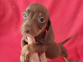 Teckel Miniatura perros - Anuncio 13
