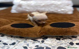 Ratón de Praga perros en venta: Hembrita de ratón de Praga  - Imagen 4