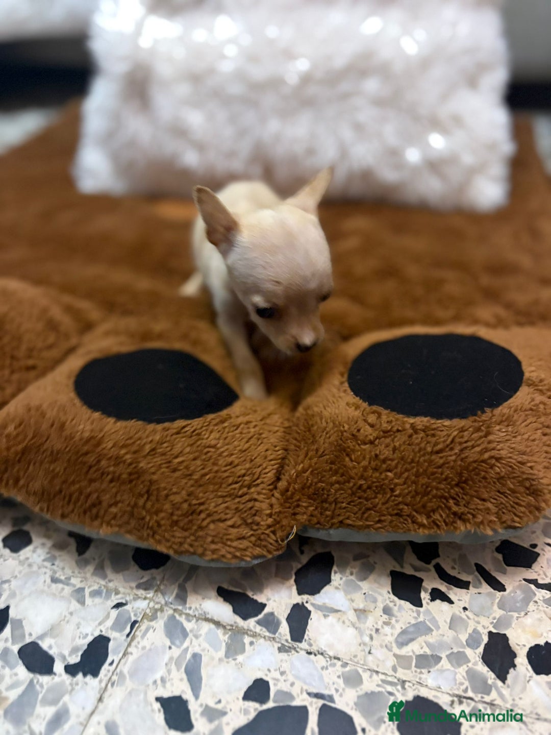 Ratón de Praga perros en venta: Hembrita de ratón de Praga  - Imagen 4