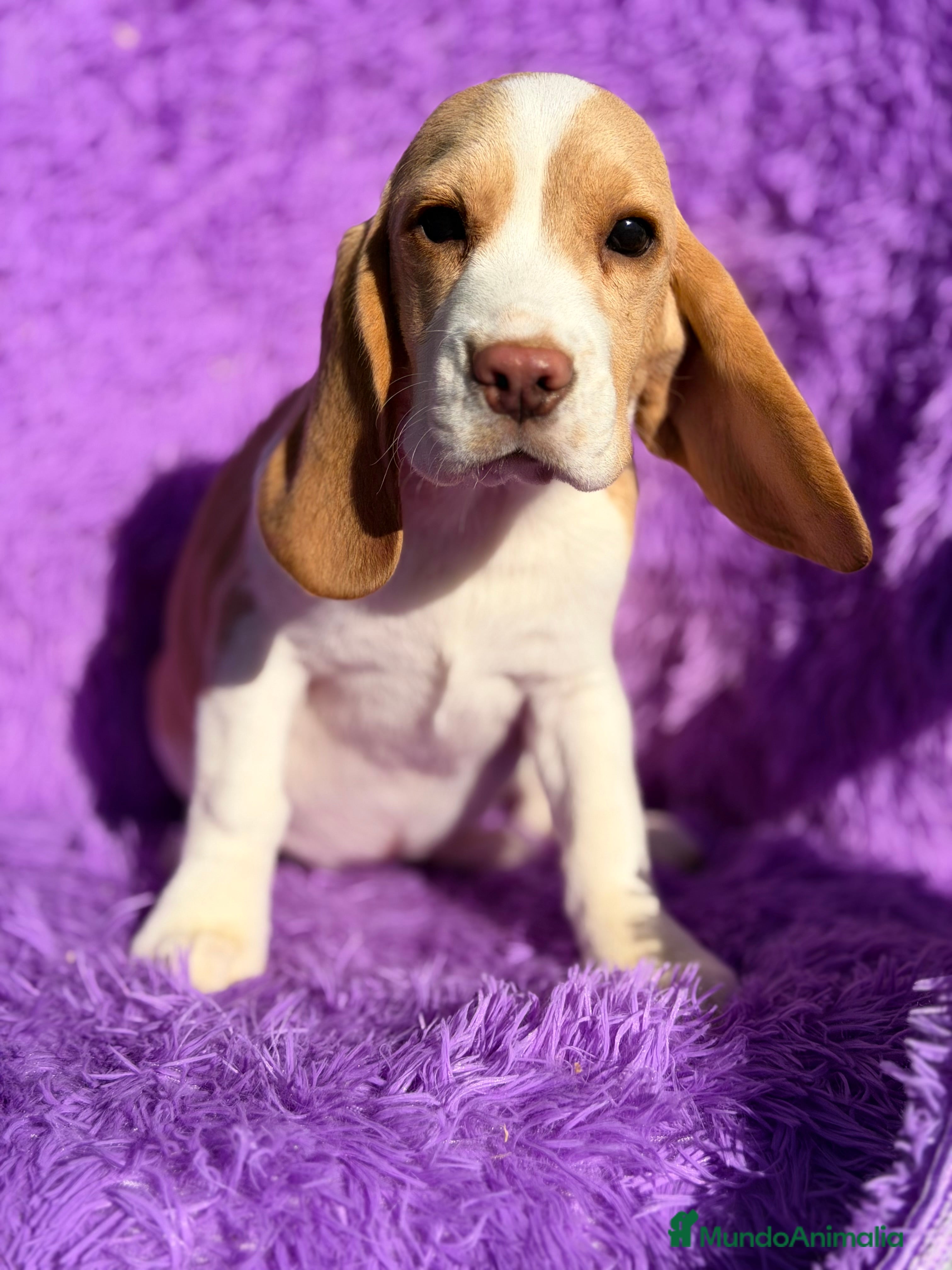 Beagle perros Beagle hembra limón   - Anuncio 2