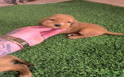 Cocker Spaniel Americano perros en venta: Cocker hembras pura raza  - Imagen 4