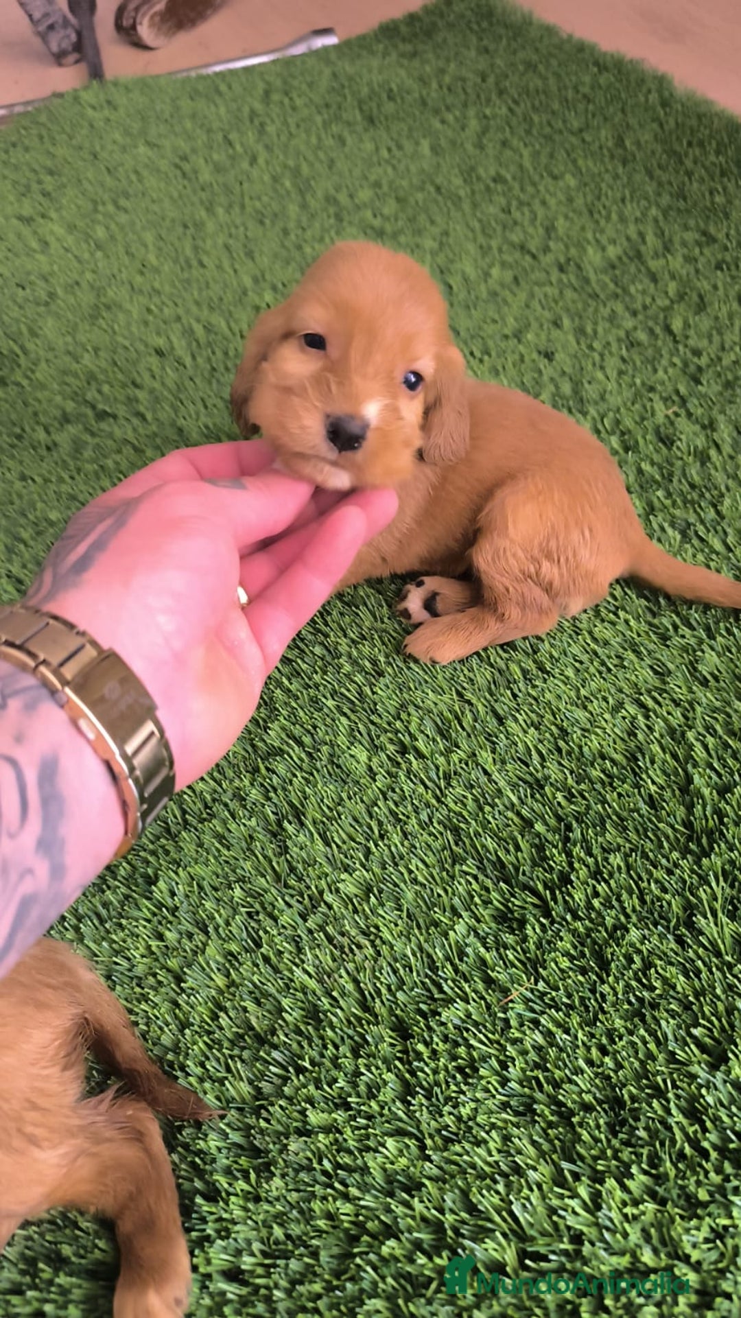 Cocker Spaniel Americano perros en venta: Cocker hembras pura raza  - Imagen 4