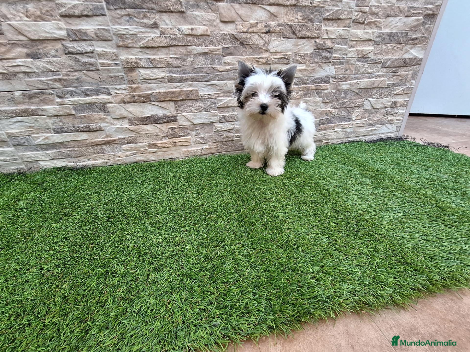 Biewer Yorkshire Terrier a la Pom Pon perros en venta: YORKSHIRE BIEWER - Anuncio 1