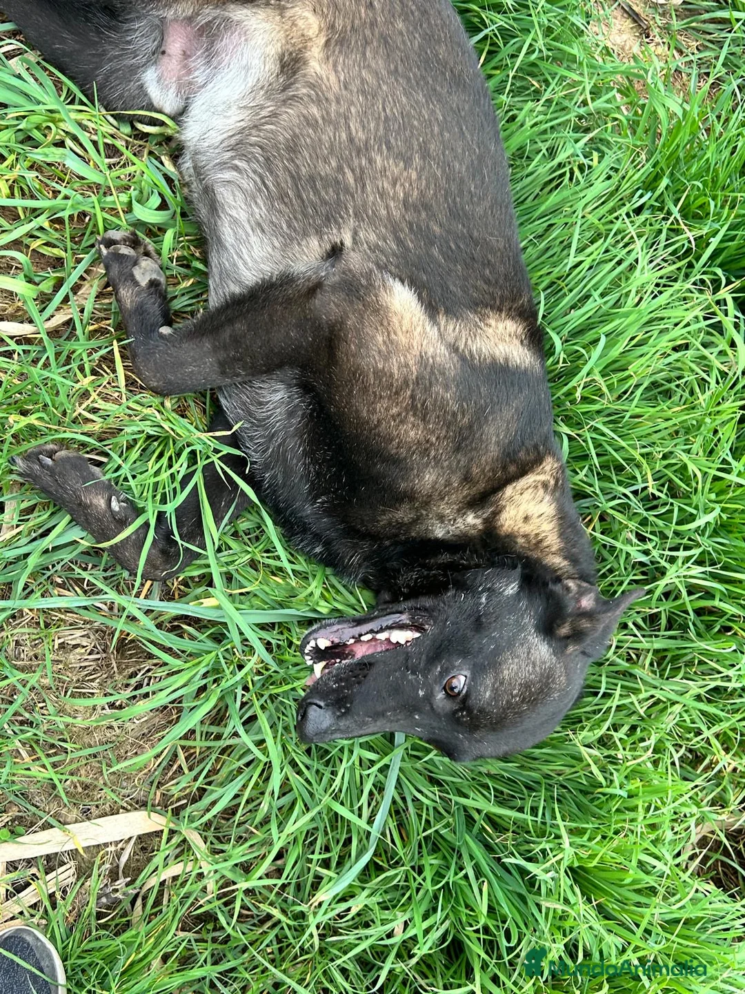 Pastor Belga Malinois perros en venta: Pastor belga malinois  en La Rioja - Anuncio 7