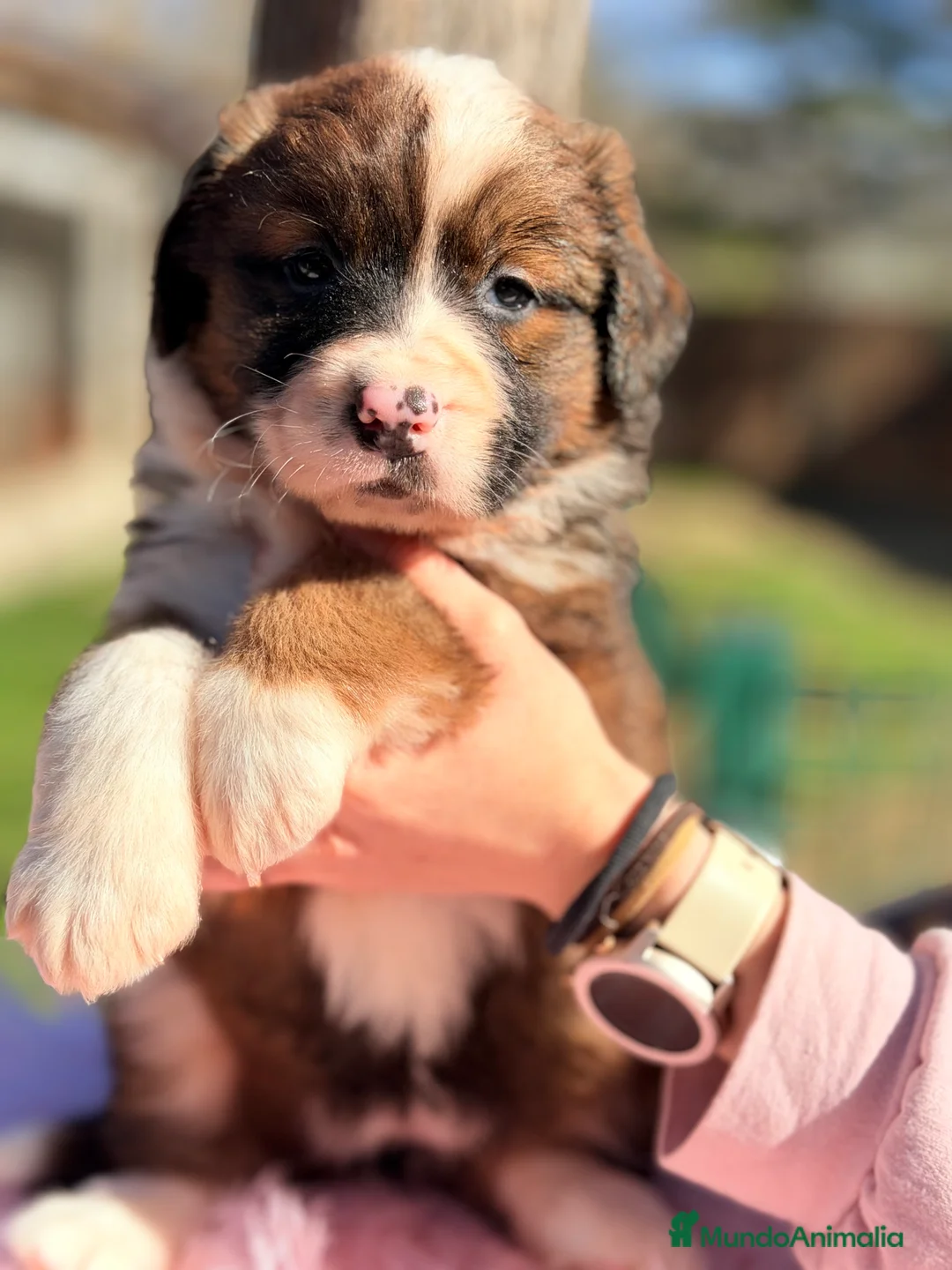 Raza Mixta perros en venta: San bernese  - Anuncio 1