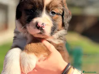 Raza Mixta perros San bernese - Anuncio 14