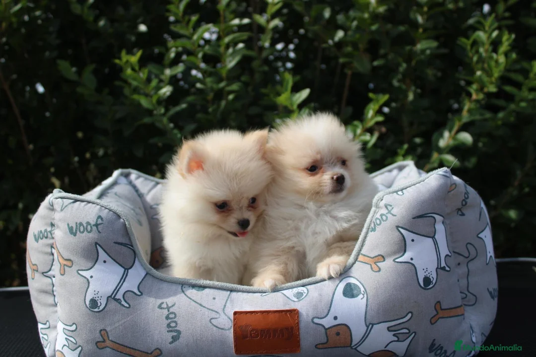 Pomerania perros en venta: CACHORRITOS POMERANIA  - Anuncio 2