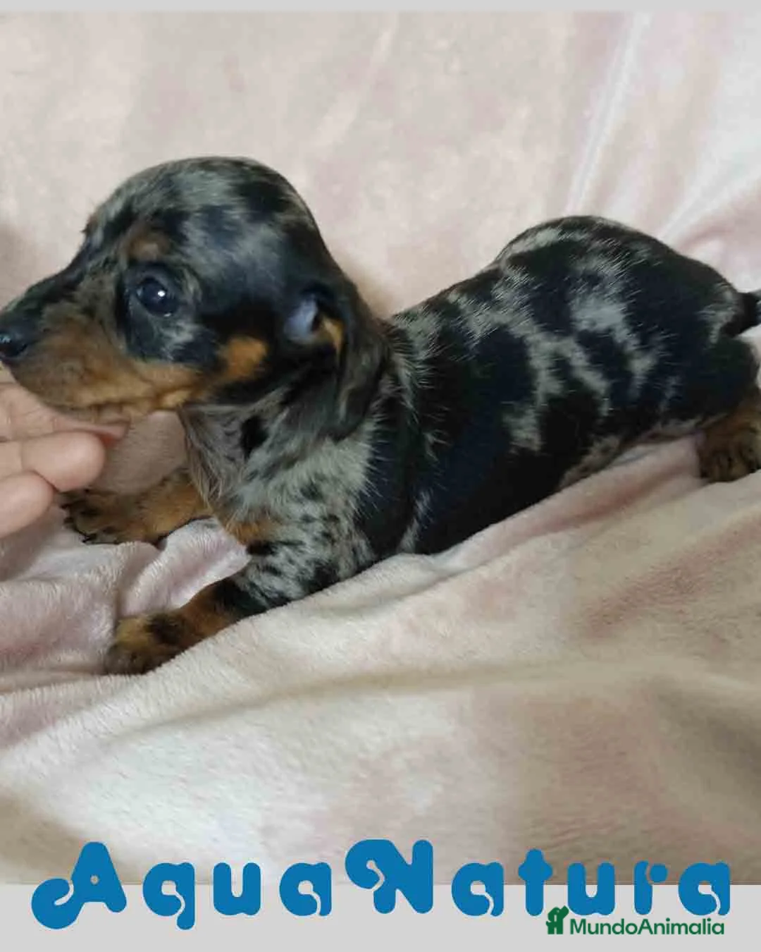 Teckel Miniatura perros en venta: Teckel Hembra de Tria y Tilo 1761 AQUANATURA - Anuncio 3