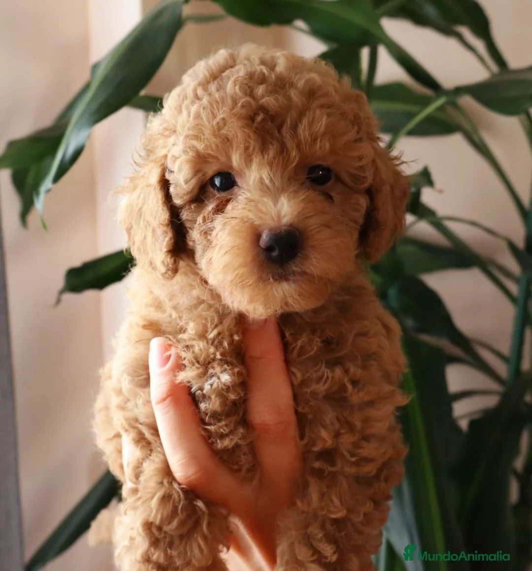 Caniche Toy perros en venta: Caniche toy macho - Anuncio 1