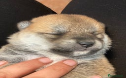 Shiba Inu perros en venta: Camada de shiba inu - Imagen 3