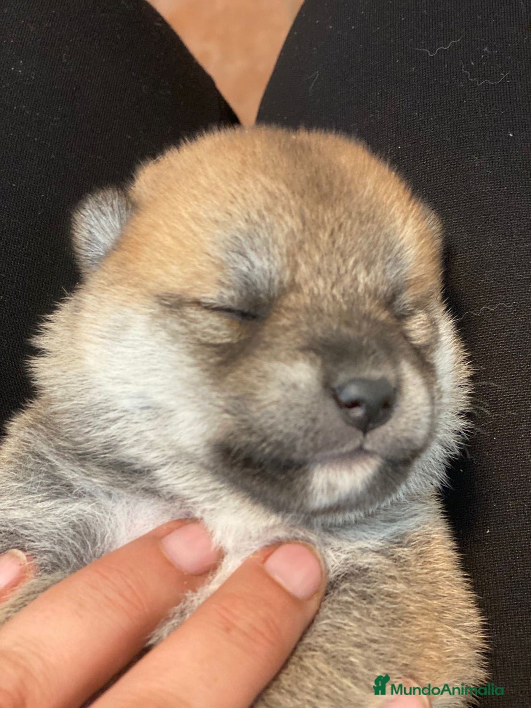 Shiba Inu perros en venta: Camada de shiba inu - Imagen 3