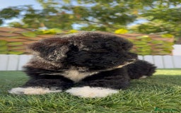 Perro de Agua Español perros en venta: PERRO DE AGUA HEMBRA - Imagen 14