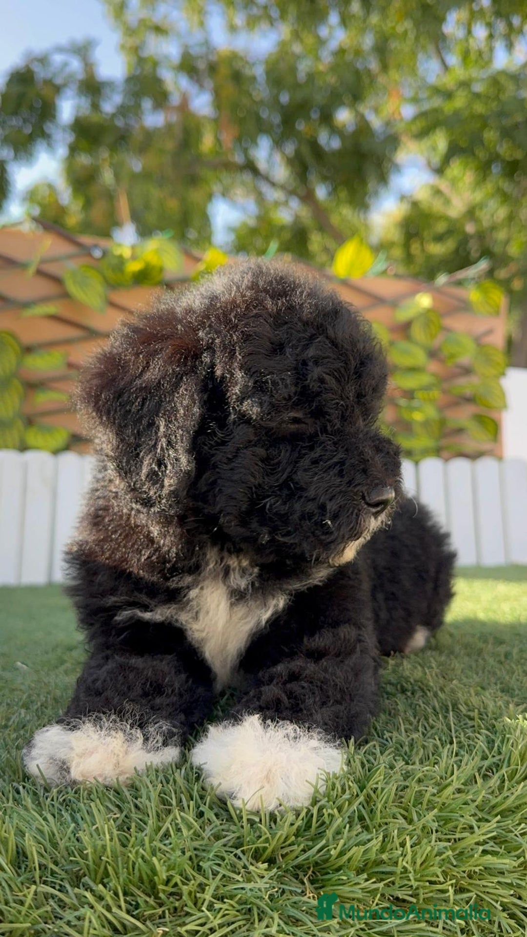 Perro de Agua Español perros en venta: PERRO DE AGUA HEMBRA - Imagen 14