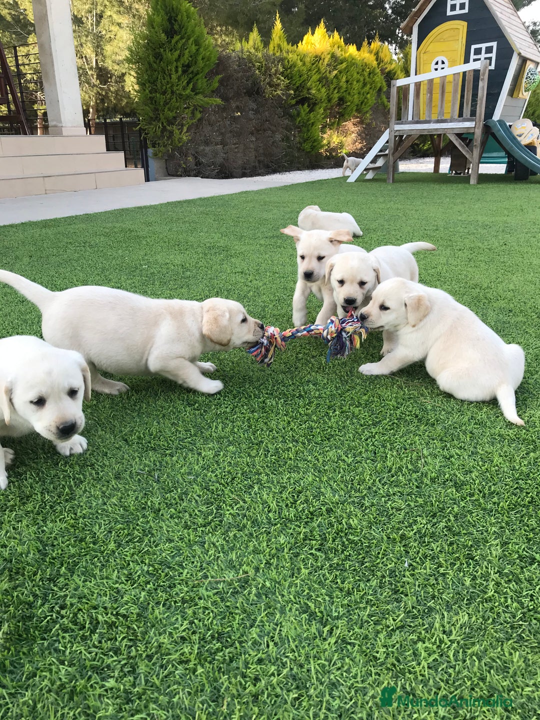 Labrador Retriever perros en venta: Cachorros de labrador retriever con pedigree  - Anuncio 25