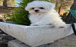 Bichón Maltés perros en venta: Bichon Maltés Toy con toda la vacunación completa! - Imagen 1