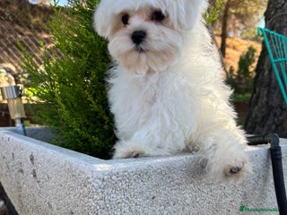 Bichón Maltés perros - Anuncio 4