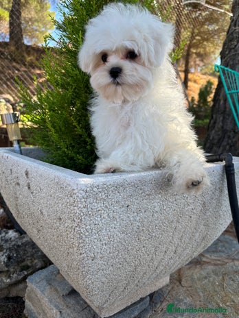 Bichón Maltés perros - Anuncio 1