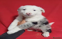 Border Collie perros en venta: Border Collie Merle  - Imagen 1