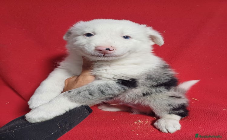 Border Collie perros - Anuncio 9