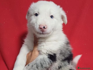 Border Collie perros - Anuncio 7