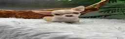Chihuahua perros en venta: CHIHUAHUA HEMBRA - Anuncio 22
