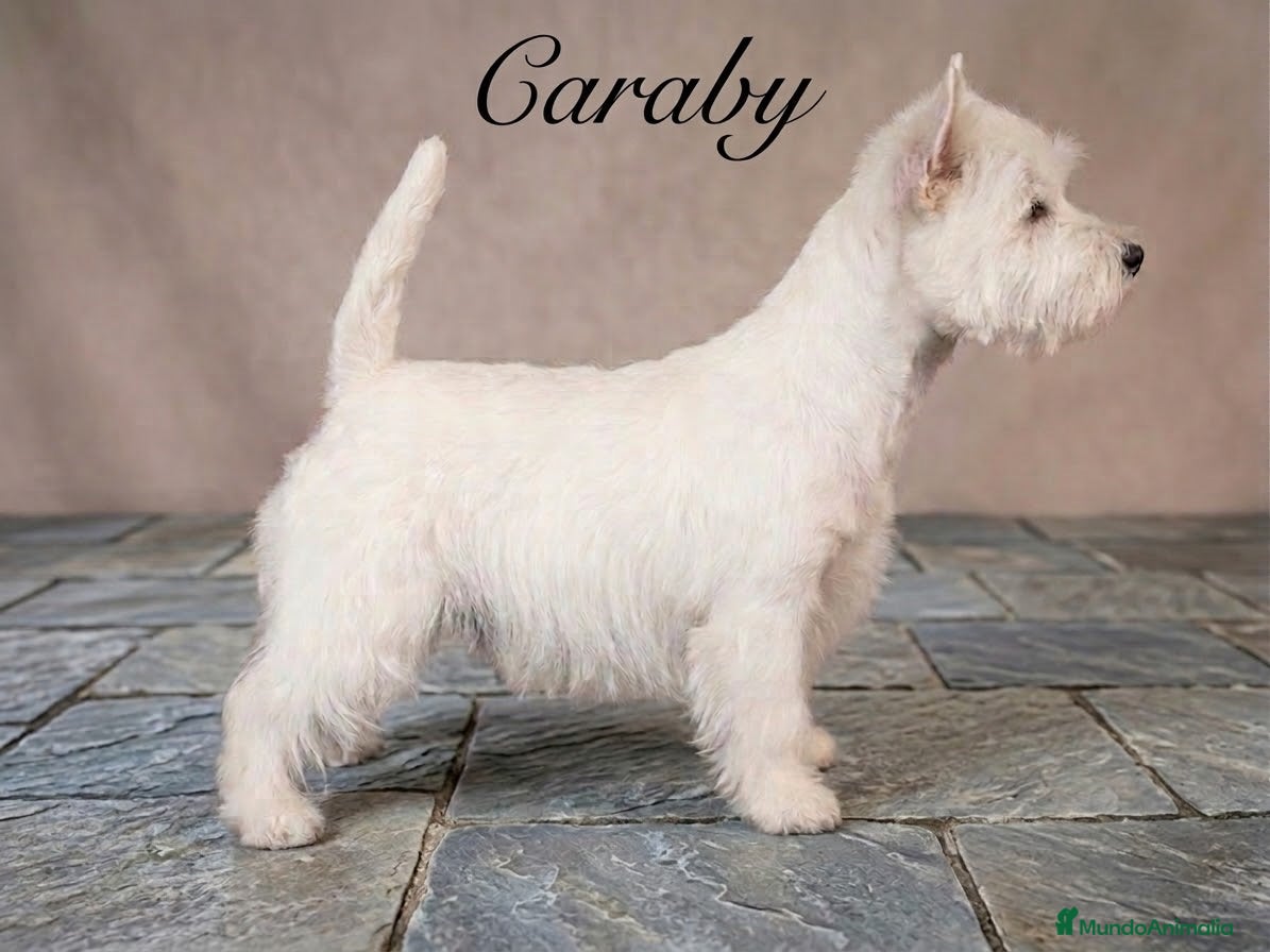 West Highland White Terrier perros West highland terrier Caraby Benidorm  - Anuncio 1