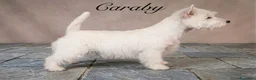 West Highland White Terrier perros en venta: West highland terrier Caraby Benidorm  - Anuncio 1