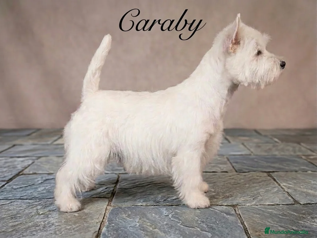 West Highland White Terrier perros en venta: West highland terrier Caraby Benidorm  - Anuncio 1