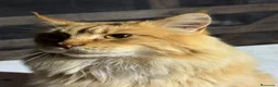 Maine Coon gatos en venta: Preciosa camada de cachorros Maine coon  - Anuncio 2