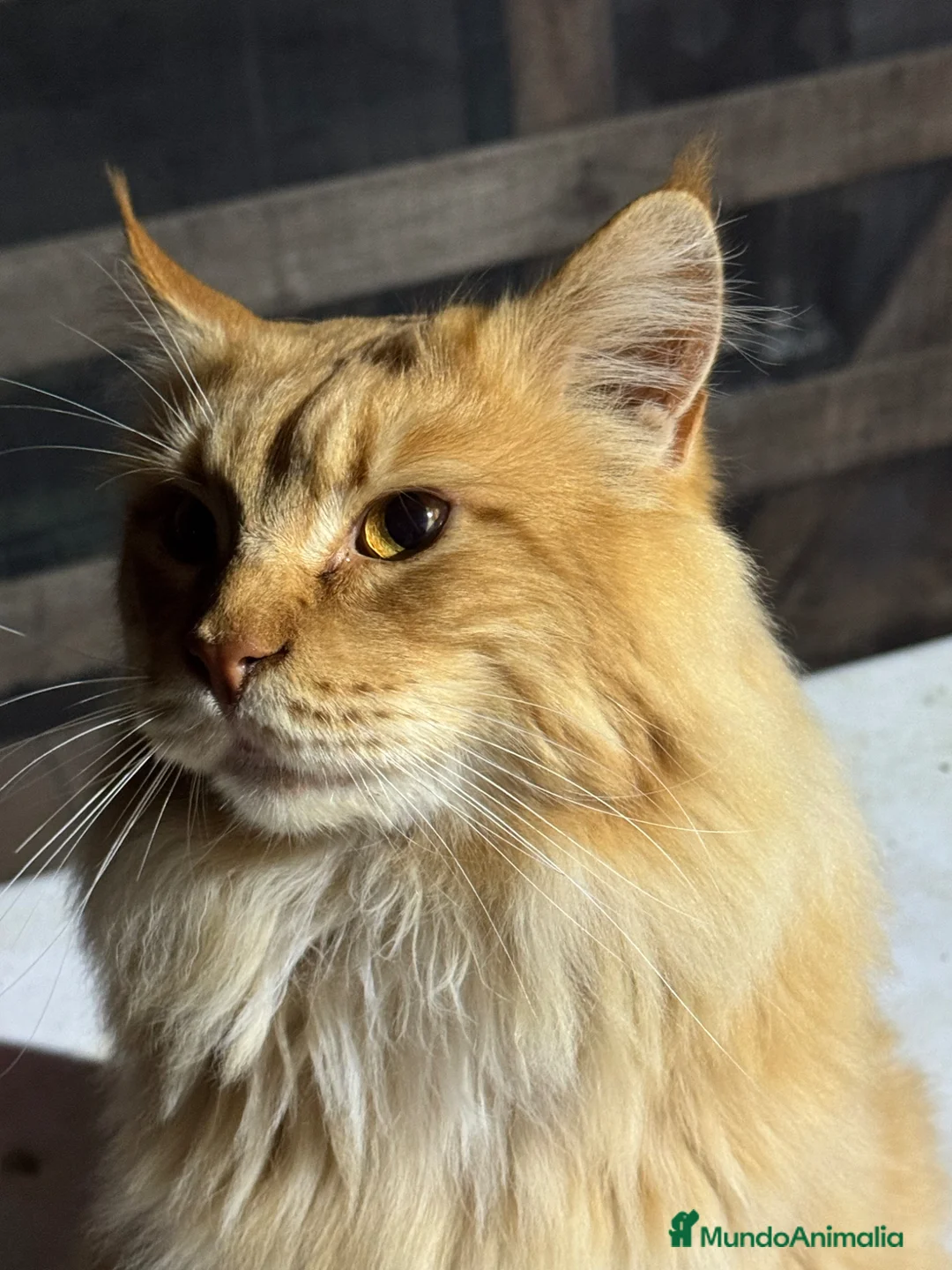 Maine Coon gatos en venta: Preciosa camada de cachorros Maine coon  - Anuncio 2