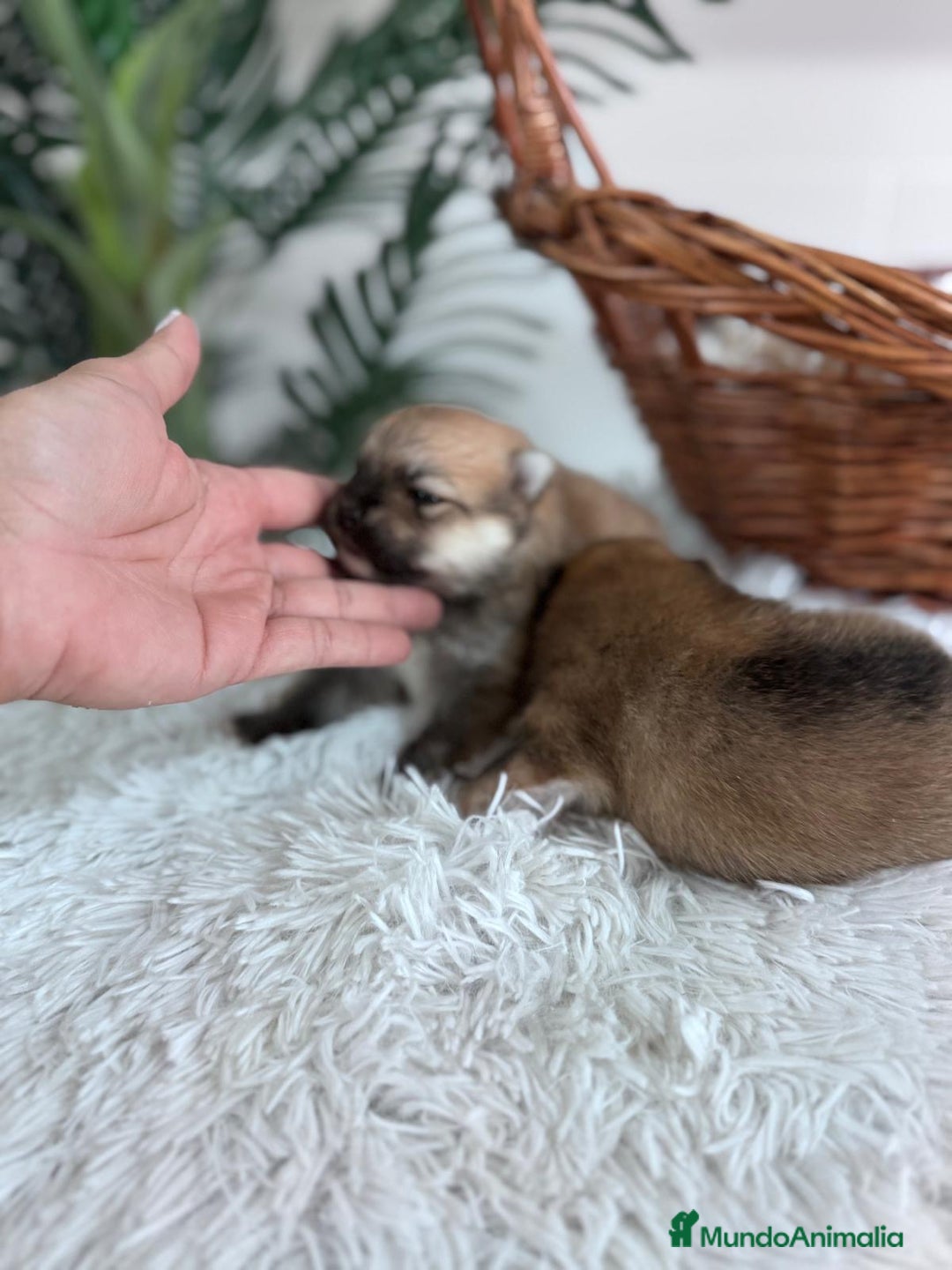Pomerania perros en venta: POMERANIA MACHO - Imagen 2
