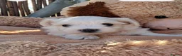 Bichón Maltés perros en venta: Bebés Bichon Maltés  - Anuncio 2