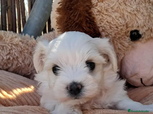 Bichón Maltés perros en venta: Bebés Bichon Maltés - Anuncio 2