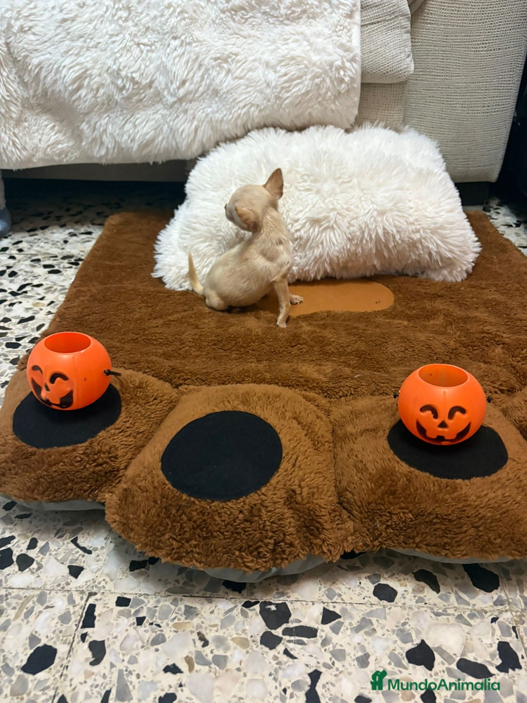 Ratón de Praga perros en venta: Ratón de praga  - Imagen 9
