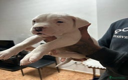 Dogo Argentino perros en venta: Cachorra 7 meses dogo argentino  - Imagen 2