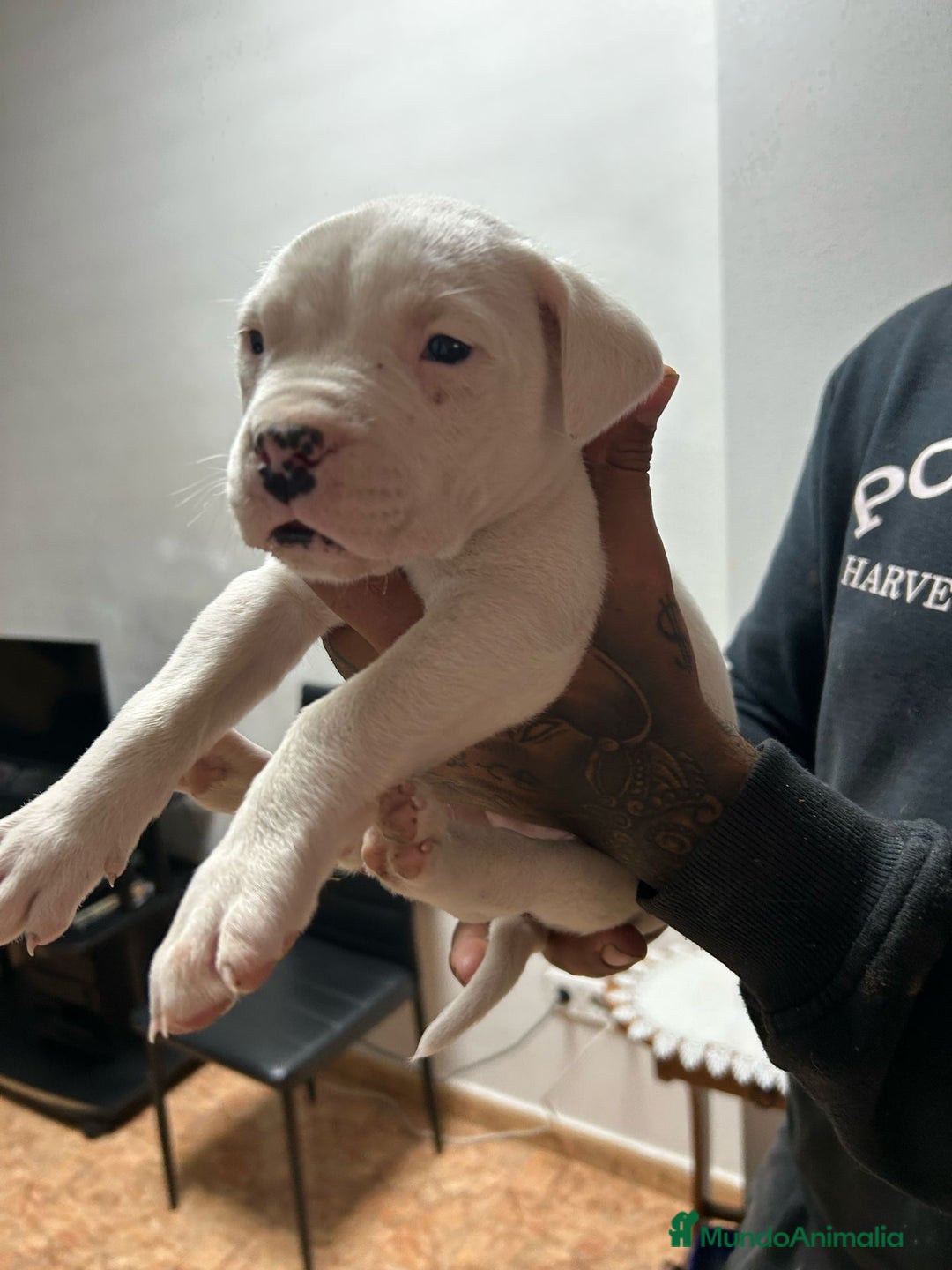 Dogo Argentino perros en venta: Cachorra 7 meses dogo argentino  - Imagen 2