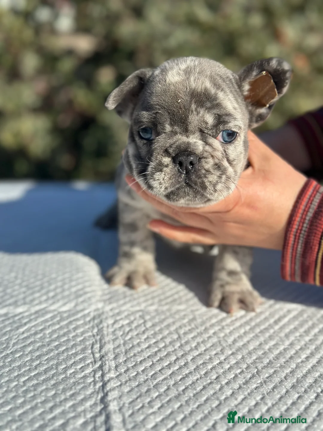 Bulldog Francés perros en venta: BULLDOG FRANCÉS MERLE OJOS AZULES!!! en Barcelona - Anuncio 5