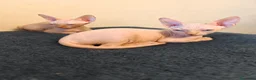 Sphynx gatos en venta: Precioso machito ojos azules  - Anuncio 3