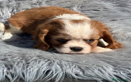 Cavalier King Charles Spaniel perros en venta: Cavalier blenheim - Imagen 5