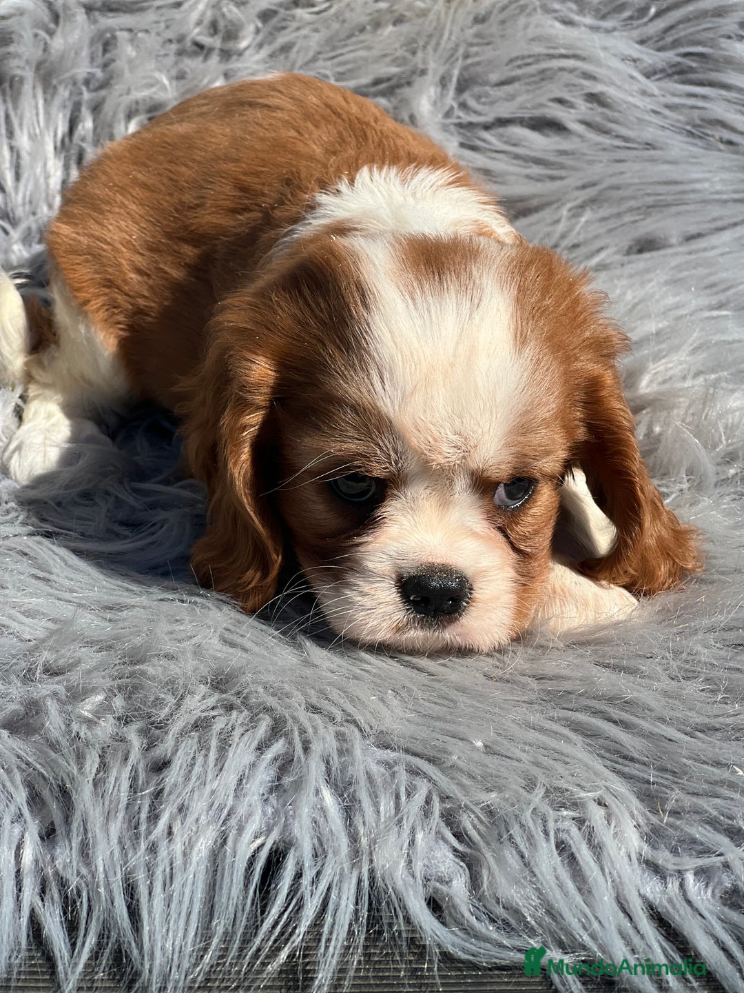 Cavalier King Charles Spaniel perros en venta: Cavalier blenheim - Imagen 5