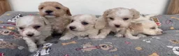 Maltipoo perros en venta: Cachorros Maltipoo  - Anuncio 4