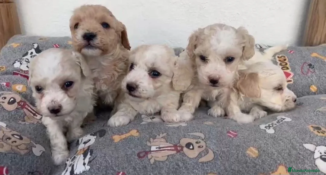 Maltipoo perros en venta: Cachorros Maltipoo  - Anuncio 4