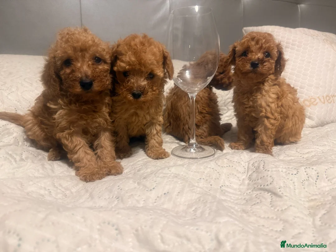Caniche Toy perros en venta: caniche toy  - Anuncio 3